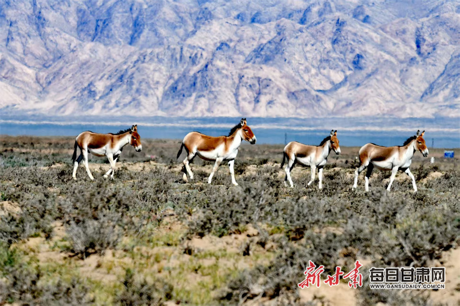悠闲觅食的藏野驴