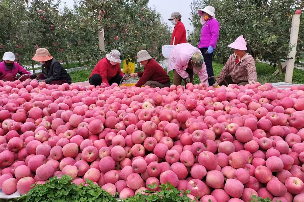 宝鸡市凤翔区“十四五”发展:11项指标超额完成 六大领域实现突破