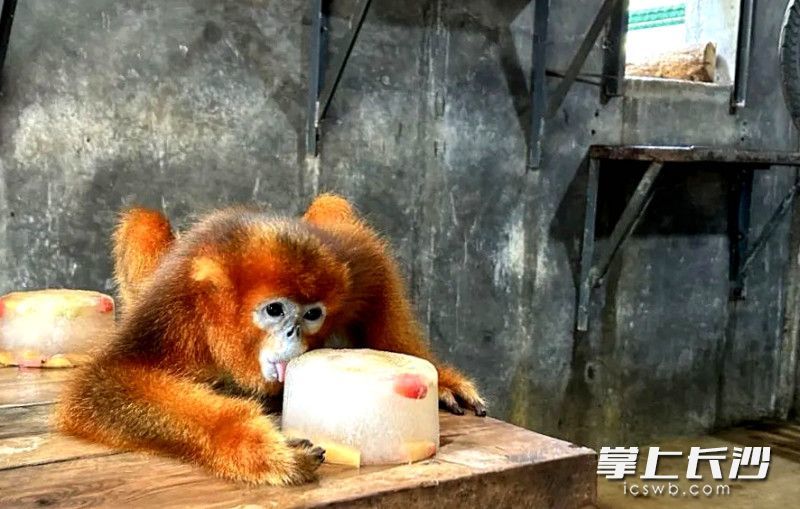 金丝猴在啃食保育员用冰箱制作的水果冰激凌。均为长沙晚报全媒体记者 贺文兵 摄