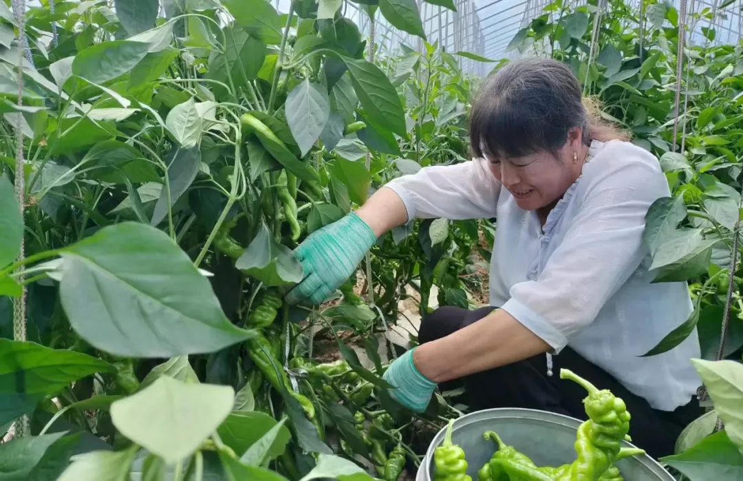 辣椒红葵花黄麦穗香 甘肃华亭这个村玩转色彩经济学