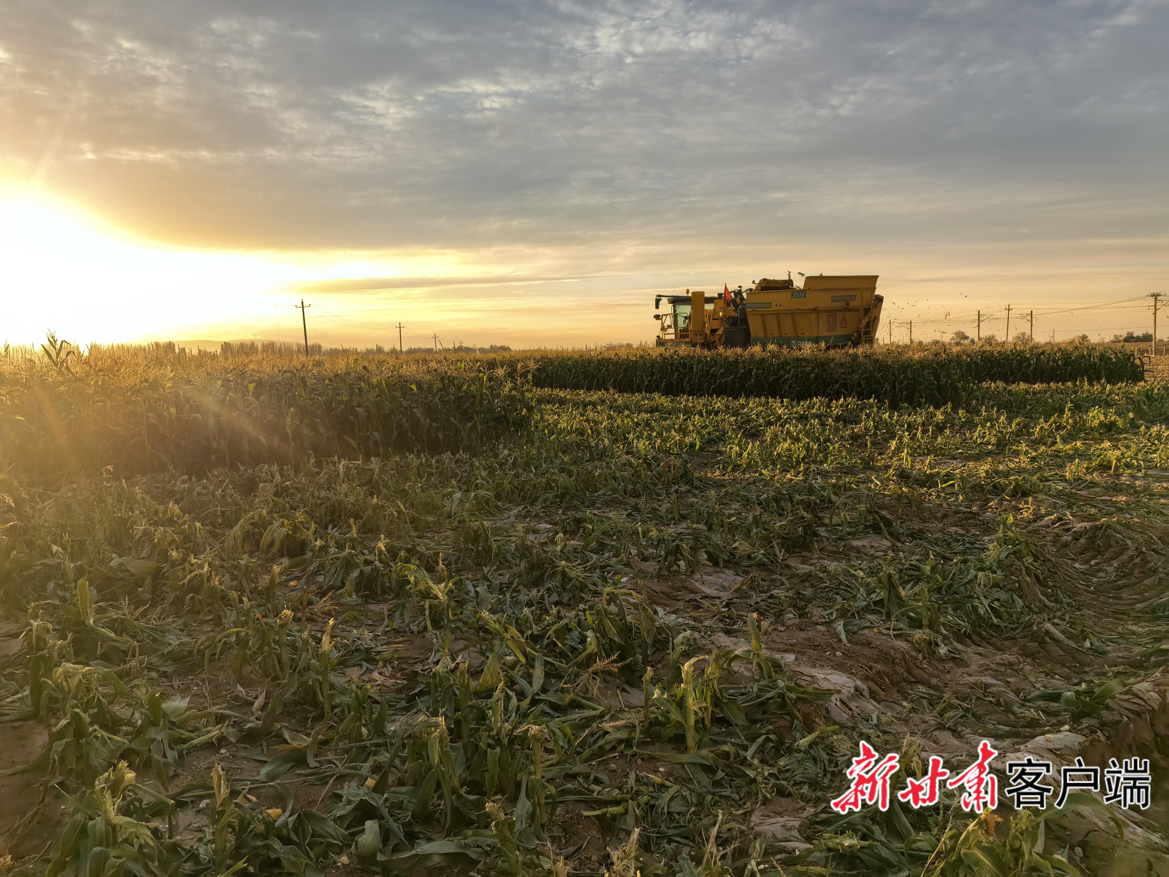 黄羊河农场丰收的金色田野