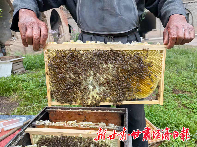 查看蜜蜂生长繁殖情况