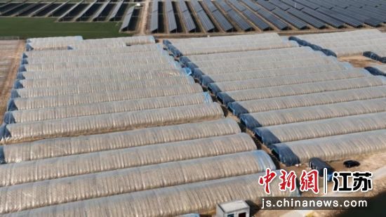 师寨镇汪屯村菌光互补产业园规模初显。胡洪运 摄