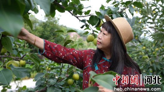 图为游客正在进行采摘。 傅自胜 摄