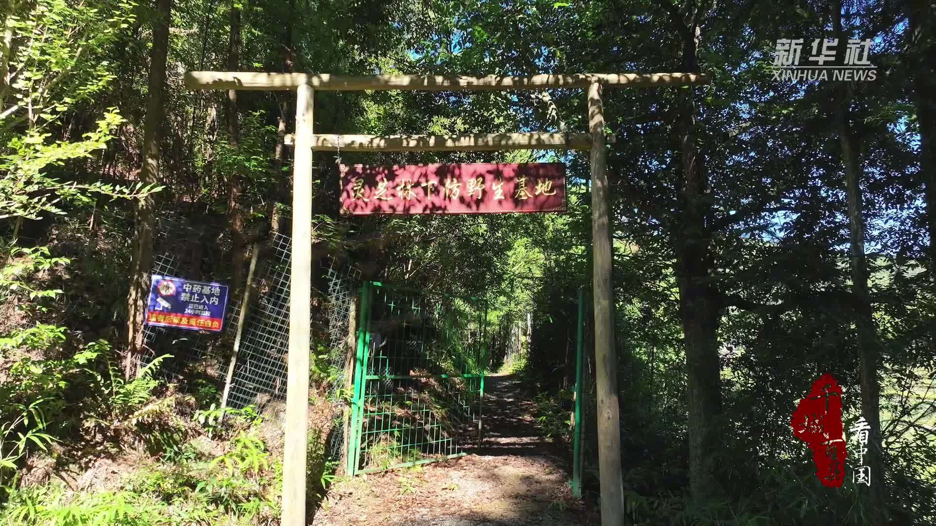 千城百县看中国｜福建寿宁：林下灵芝迎丰收