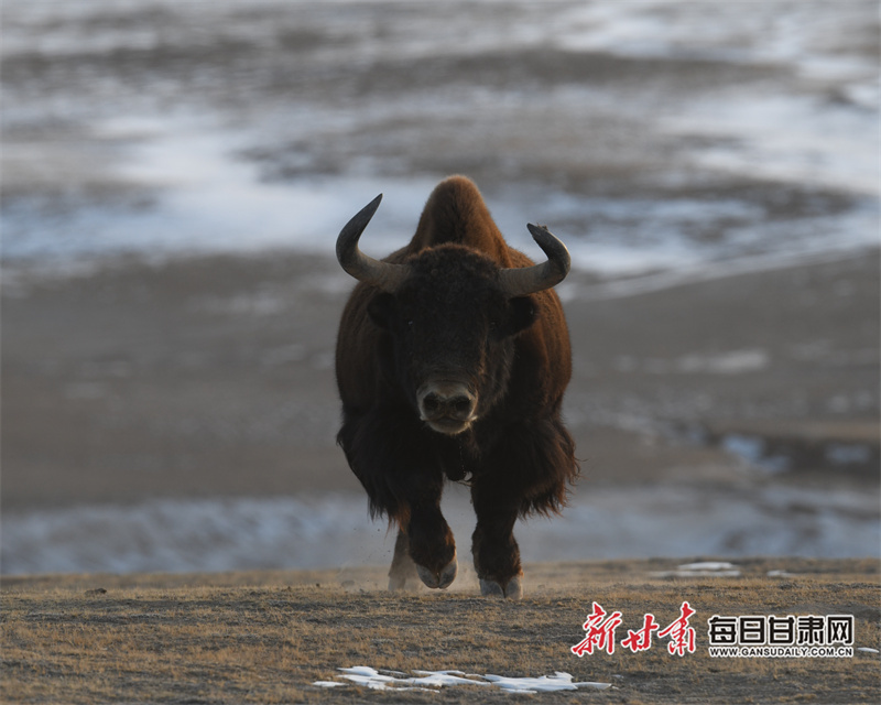 自由奔跑的野牦牛