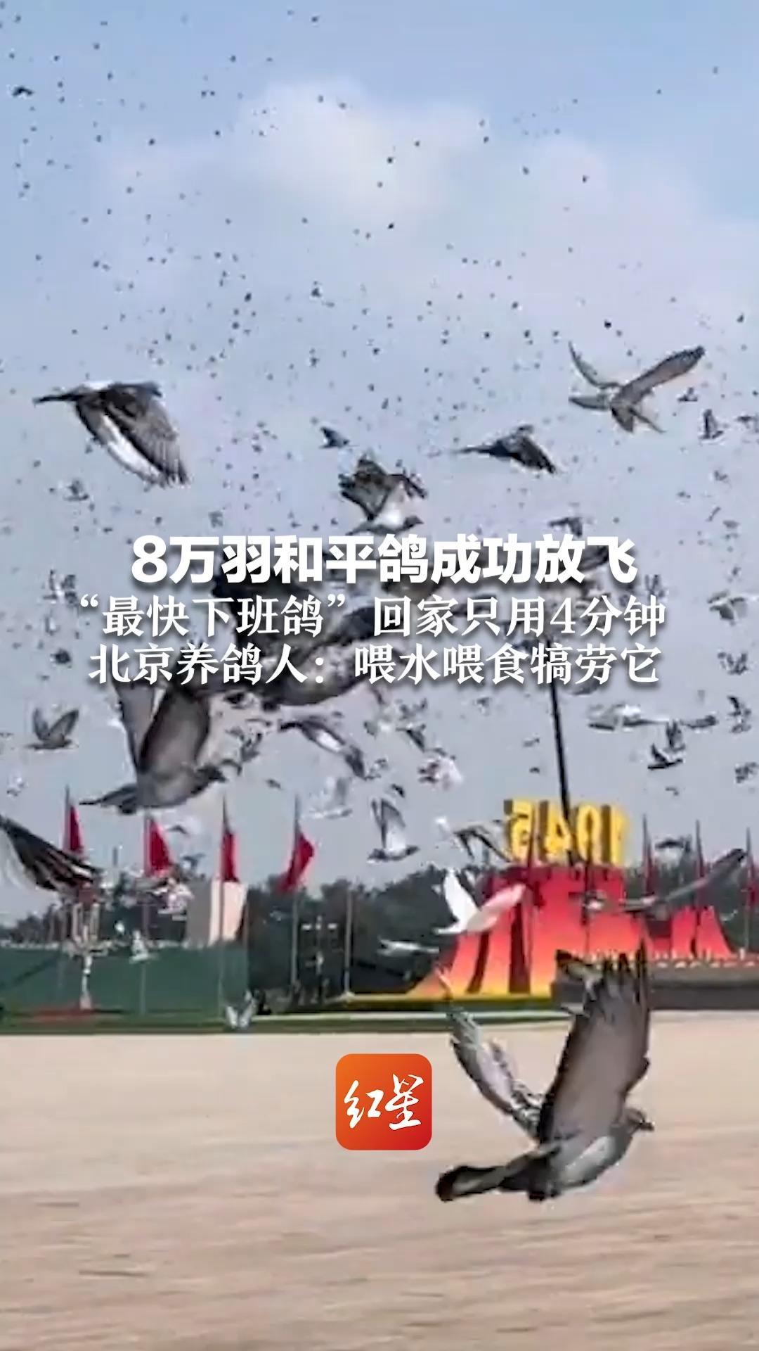 “养鸽千日，用鸽一时”8万羽和平鸽成功放飞“最快下班鸽”回家只用4分钟 北京养鸽人：喂水喂食犒劳它