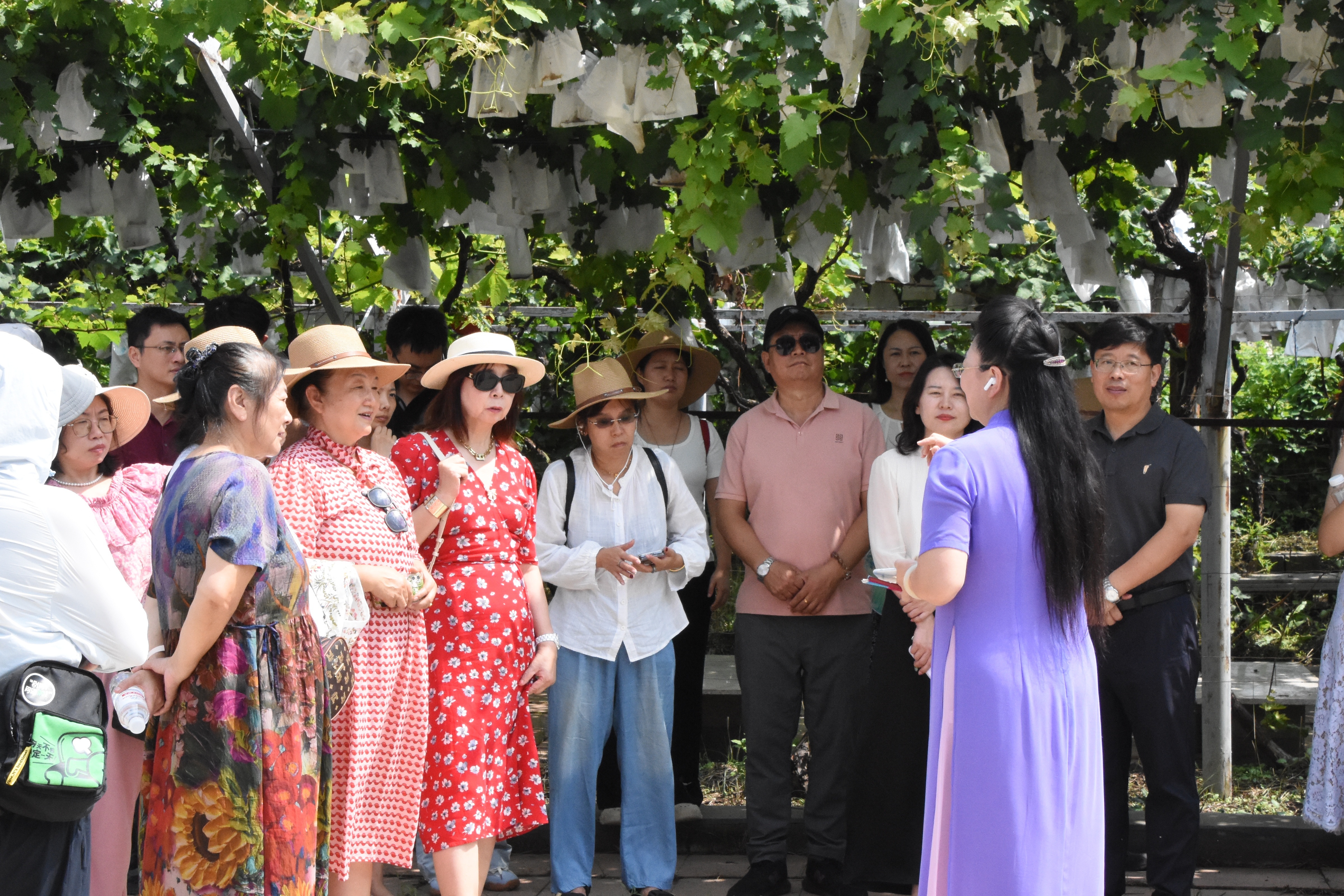 葡萄树下话振兴 ！第39届中国&middot;大泽山葡萄节将于9月6日盛大启幕