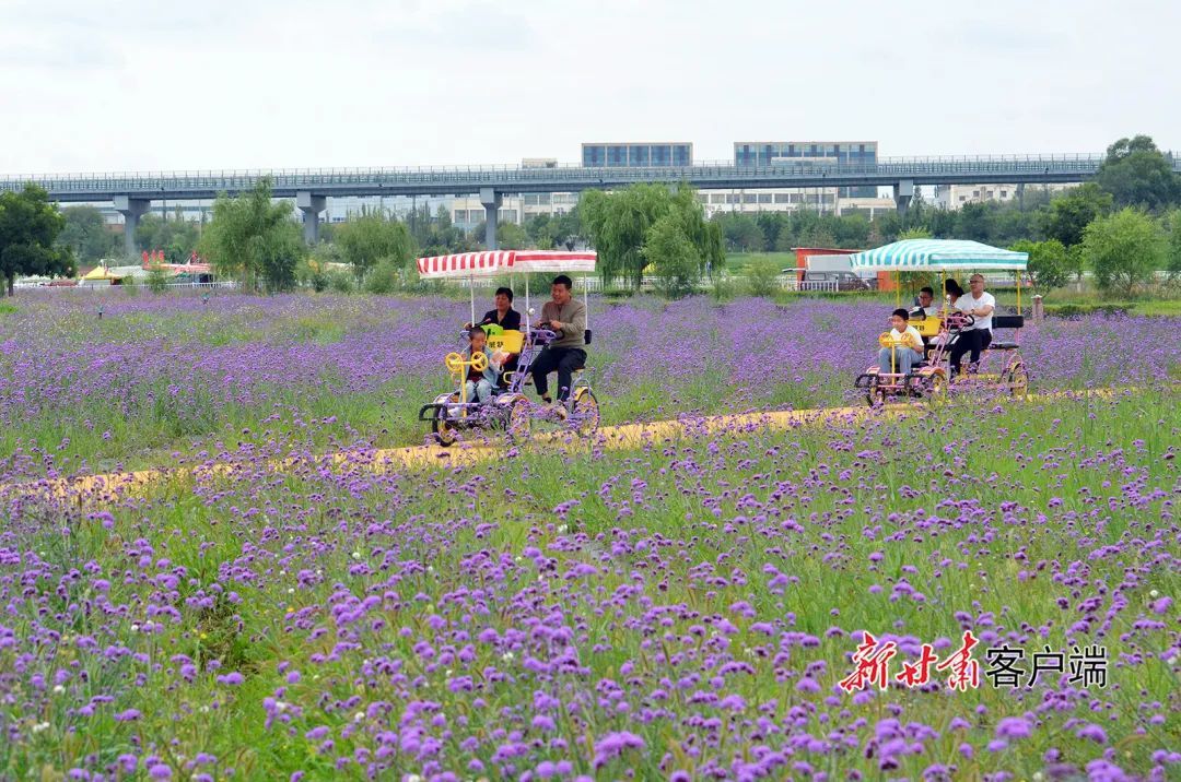 兰州新区临港花海
