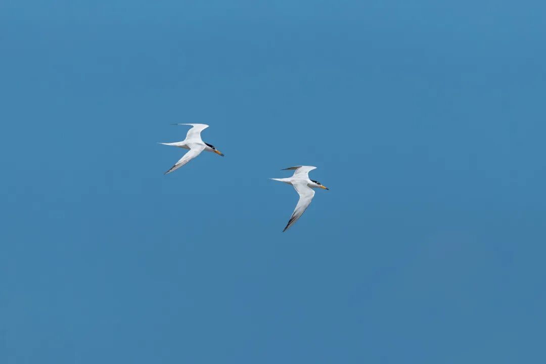 展翅翱翔的“神話之鳥 ”——中華鳳頭燕鷗