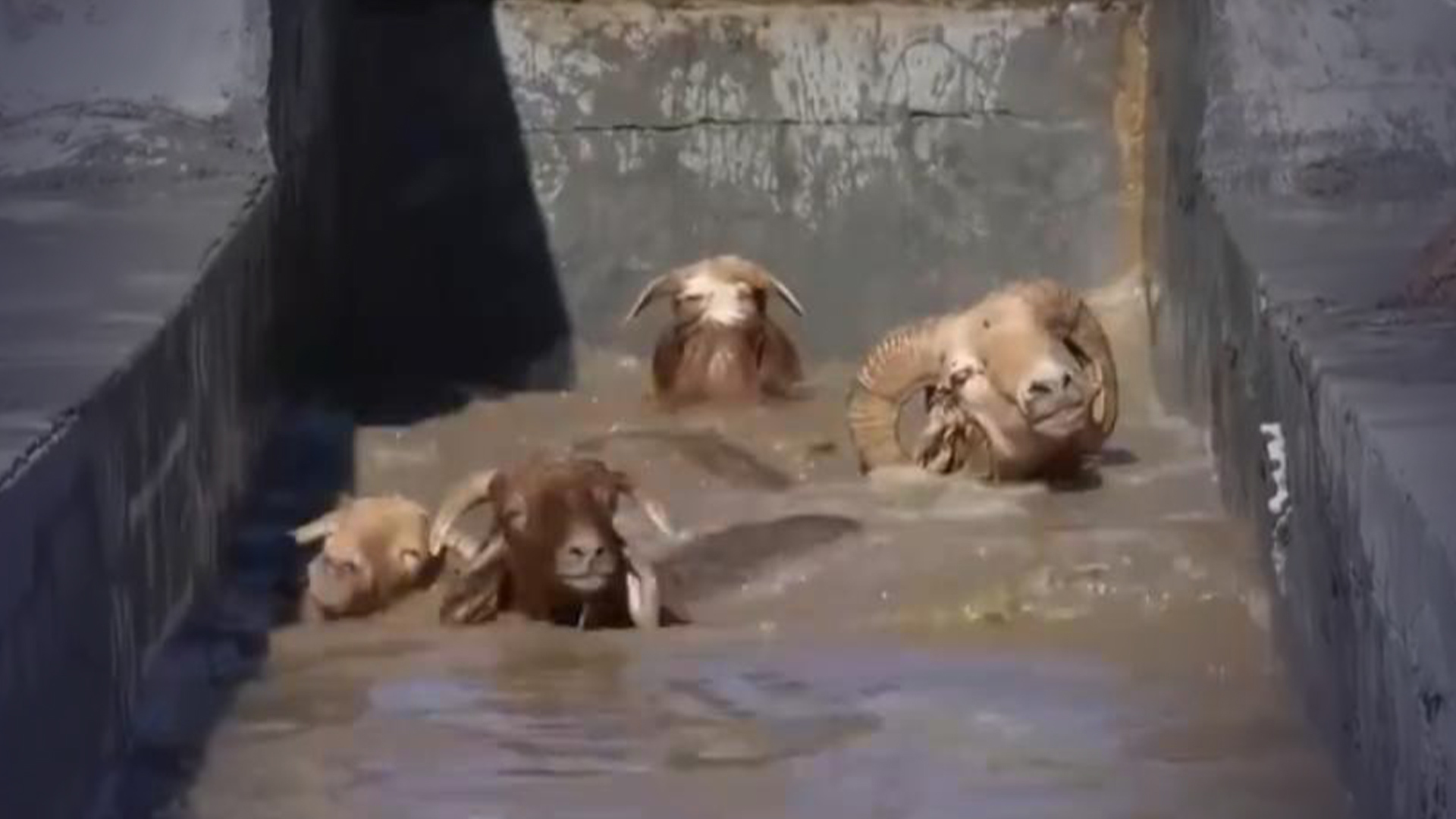 见到真的“洗羊羊”了，新疆几十万只羊排队药浴，驱虫提高免疫力