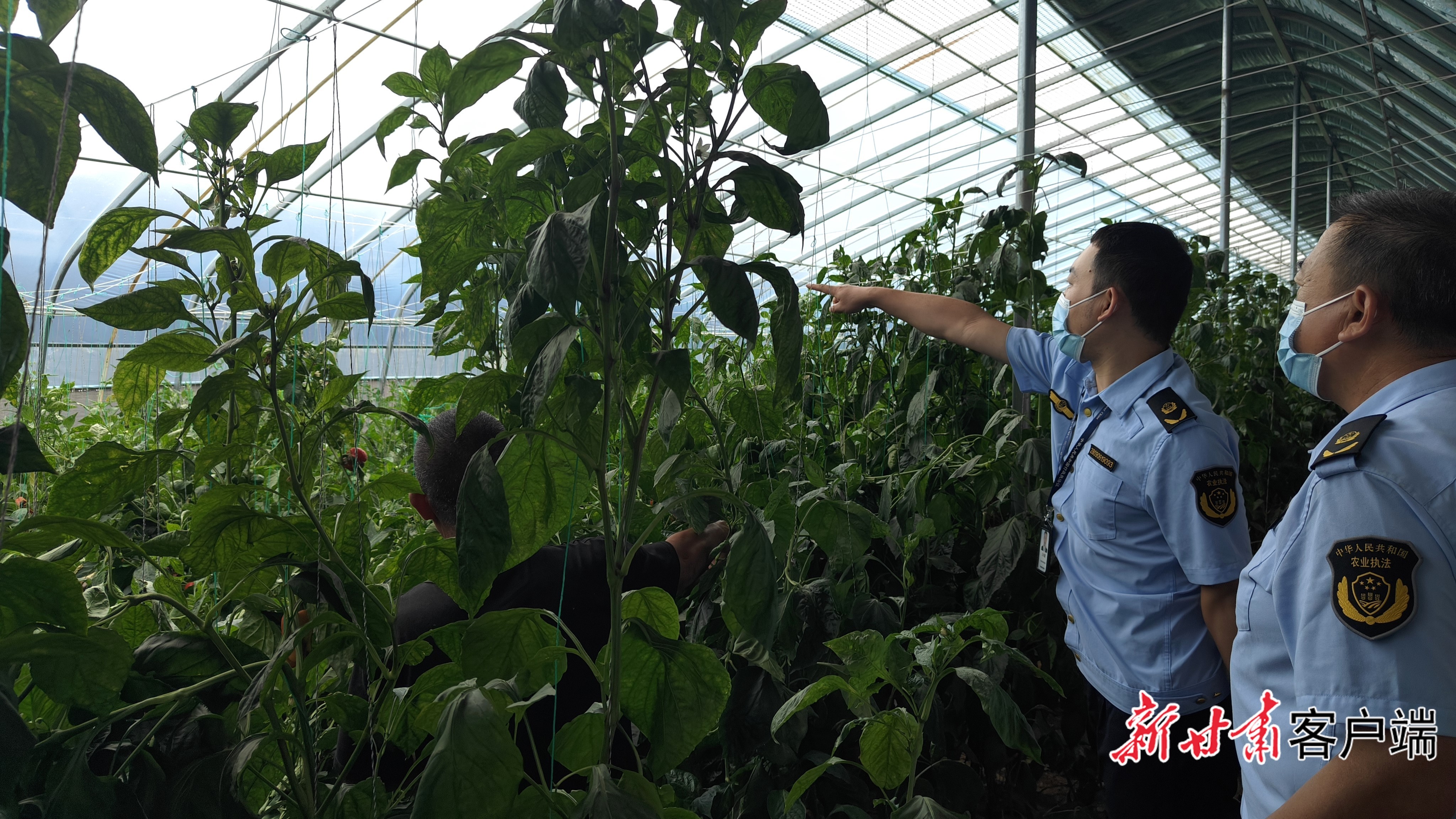 农业执法人员和农技人员对彩椒进行质量安全抽检　新甘肃&middot;甘肃日报通讯员　梁晓霞　摄