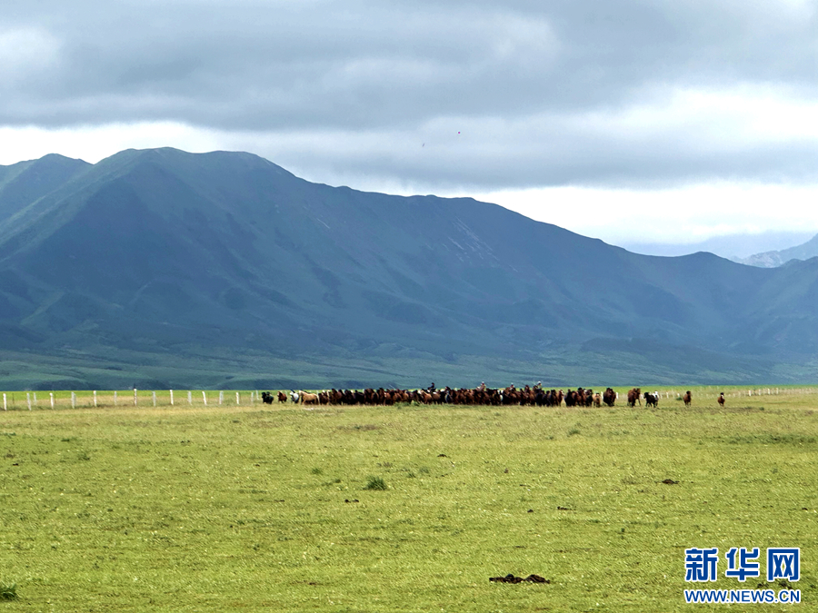 图为山丹马场上的马群 新华网(刘欣瑜 摄)