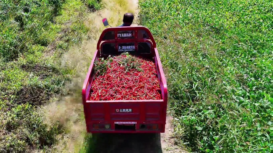 甘肃灵台丰收场面“火辣辣”　铺红群众致富路