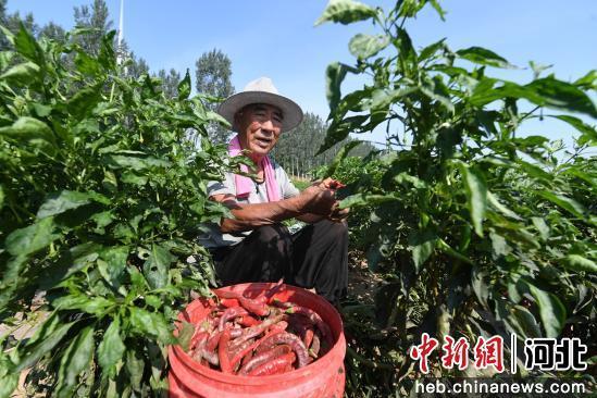 图为采摘辣椒现场。 崔贤飞 摄