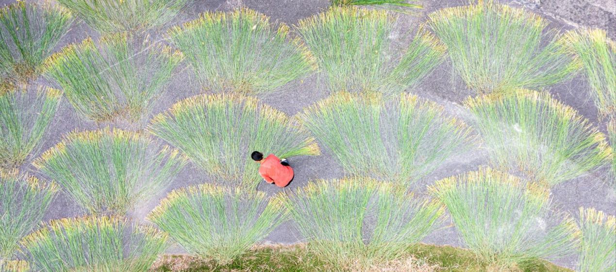 《晒莞草》 梁有坤 摄