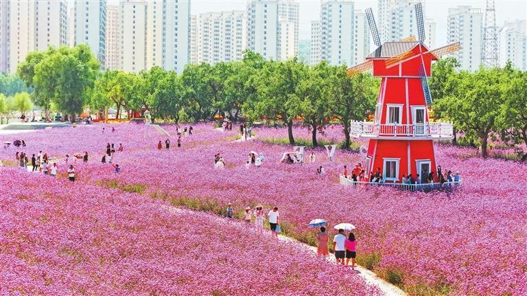 秋日的永靖县黄河花堤，鲜花竞相绽放，吸引了周边众多游人前来打卡。新甘肃&middot;甘肃日报记者　田蹊