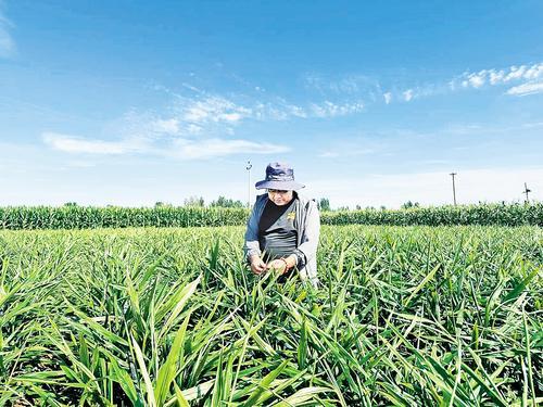 8月22日，抚宁区抚宁镇种植户温财查看生姜长势及病虫害情况。武淑艳摄