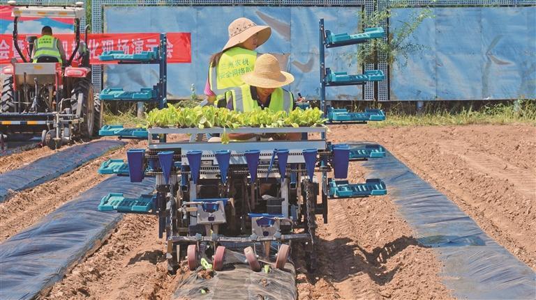 标准化、规范化种植不断提升蔬菜品质