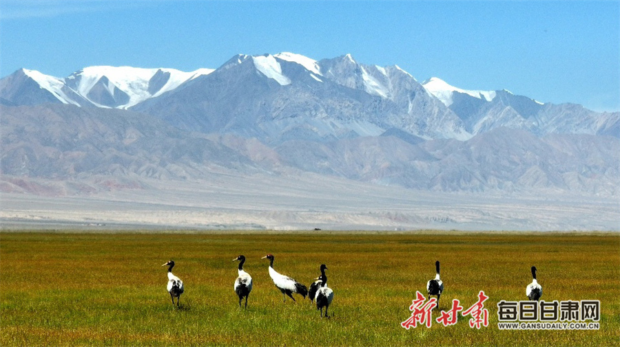 黑颈鹤成群起舞