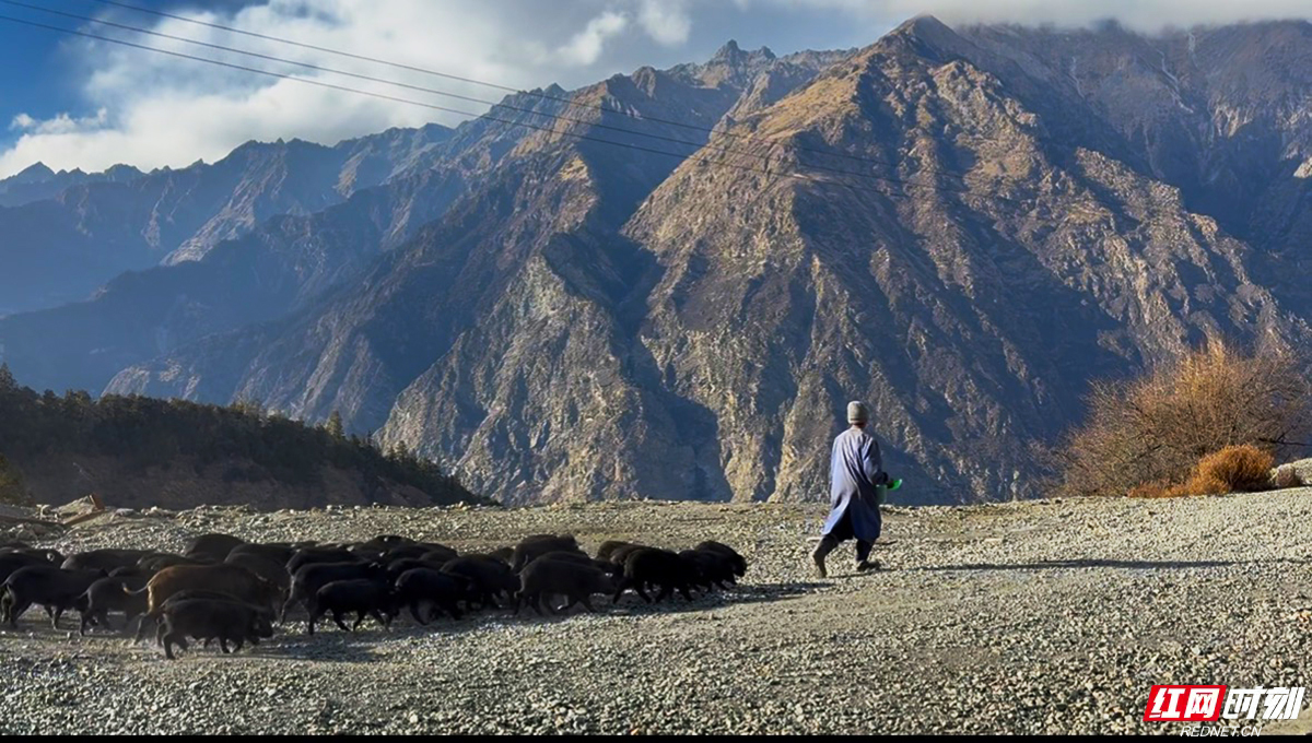 海拔4000米的西藏隆子县,新五丰定向扶贫农户放养玉麦湘藏香猪。.jpg