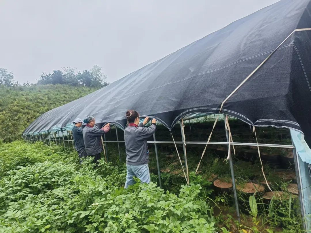 技术员上门传经送宝 甘肃华亭聚宝棚里种“土黄金”