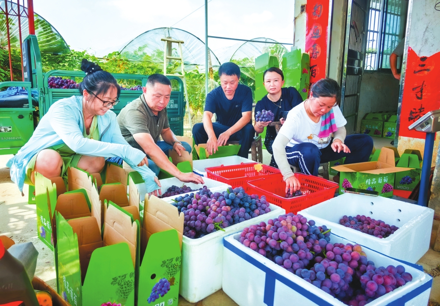 新墙葡萄丰收。岳阳县融媒体中心供图