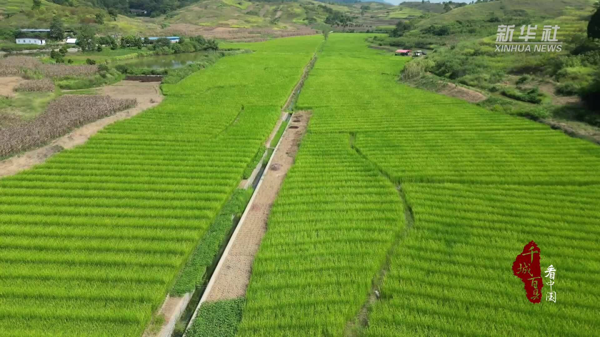 千城百县看中国｜湖南祁阳：层层稻浪起 农人“赶花”美