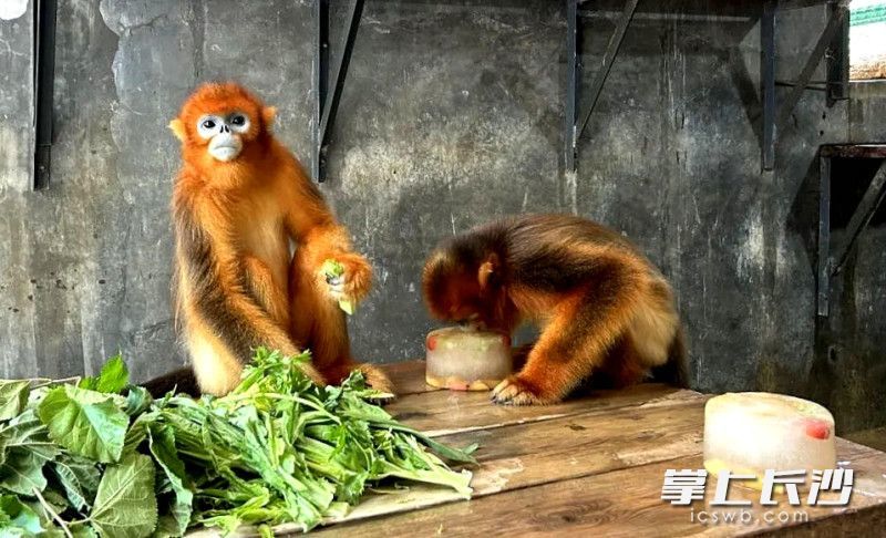 猴崽猴妈在享用水果冰激凌。