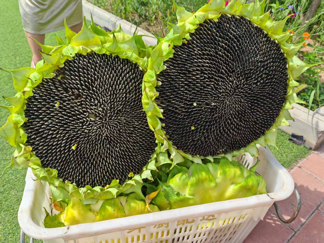 盘活村内闲置土地 甘肃华亭向日葵花田丰收啦