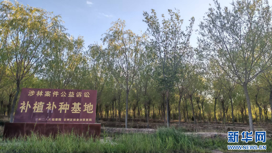 图为黑河林场内的“涉林案件公益诉讼补植补种基地” 新华网(刘欣瑜 摄)