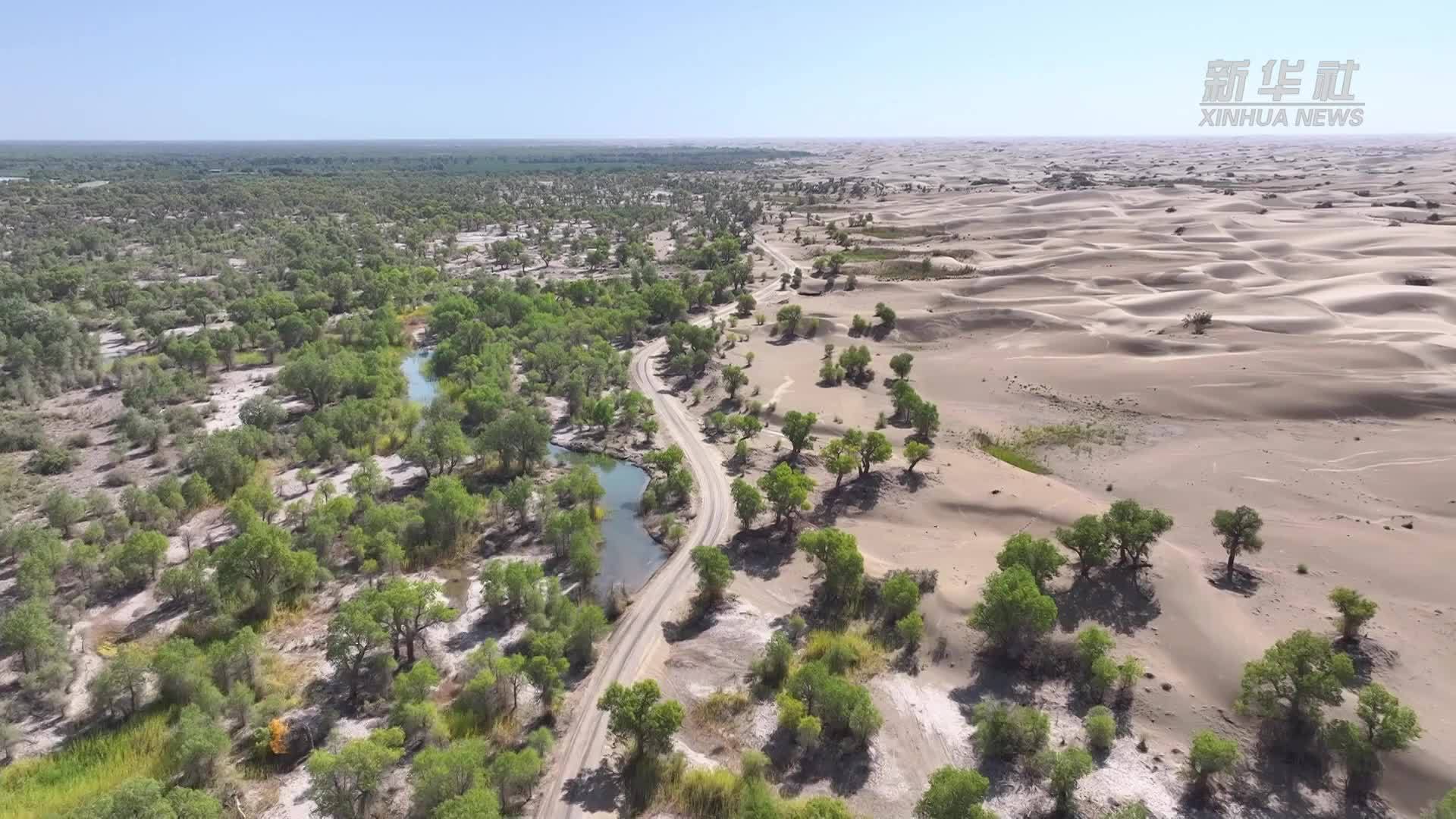 新疆罗布淖尔湿地公园初秋时节风景如画