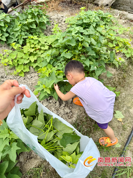 游客在民宿农场采摘新鲜蔬菜