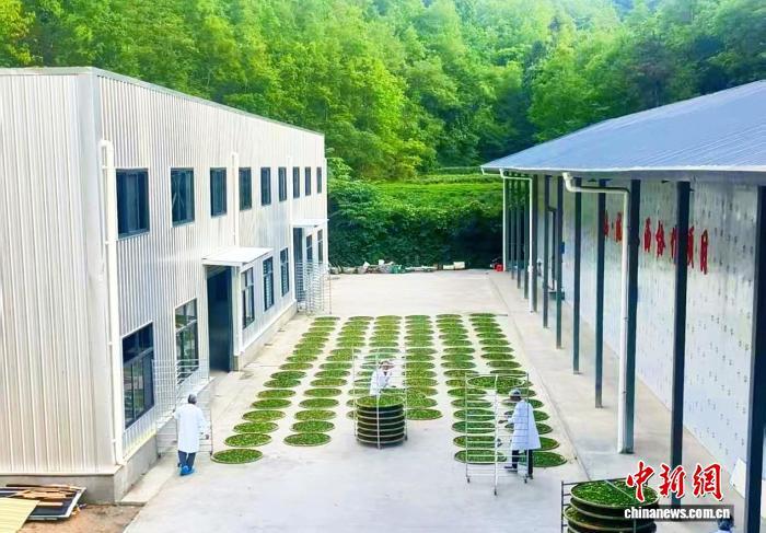 康县阳坝镇云之谷茶叶种植农民专业合作社，工人们忙着整理刚刚收购来的新鲜茶叶。（资料图）李蓉　摄