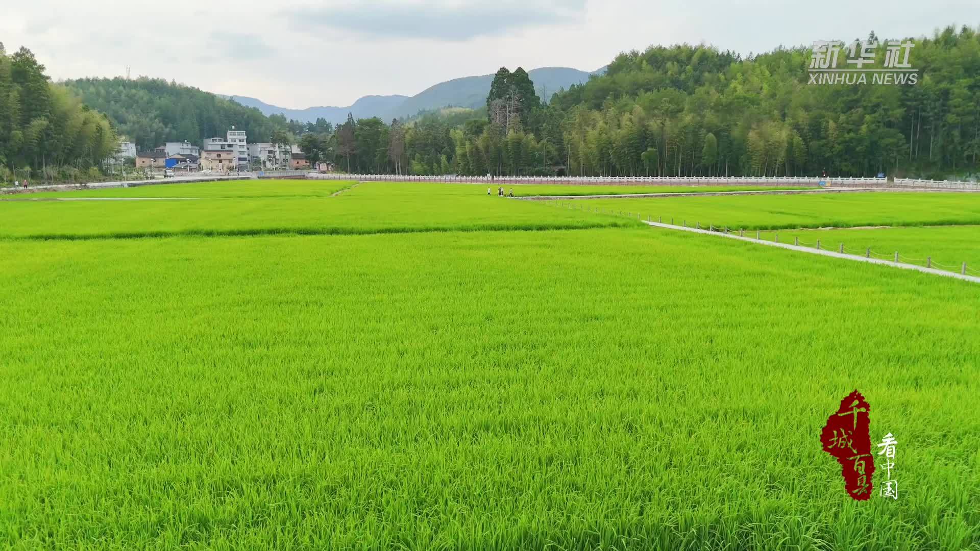 千城百县看中国｜福建屏南：稻田风光引客来