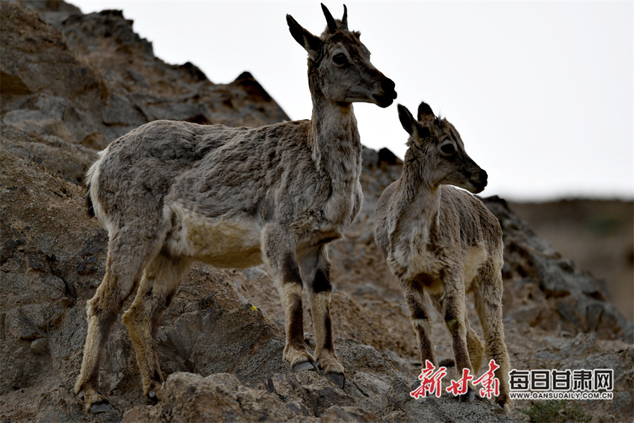 两只岩羊正在盐池湾的一处山坡上张望