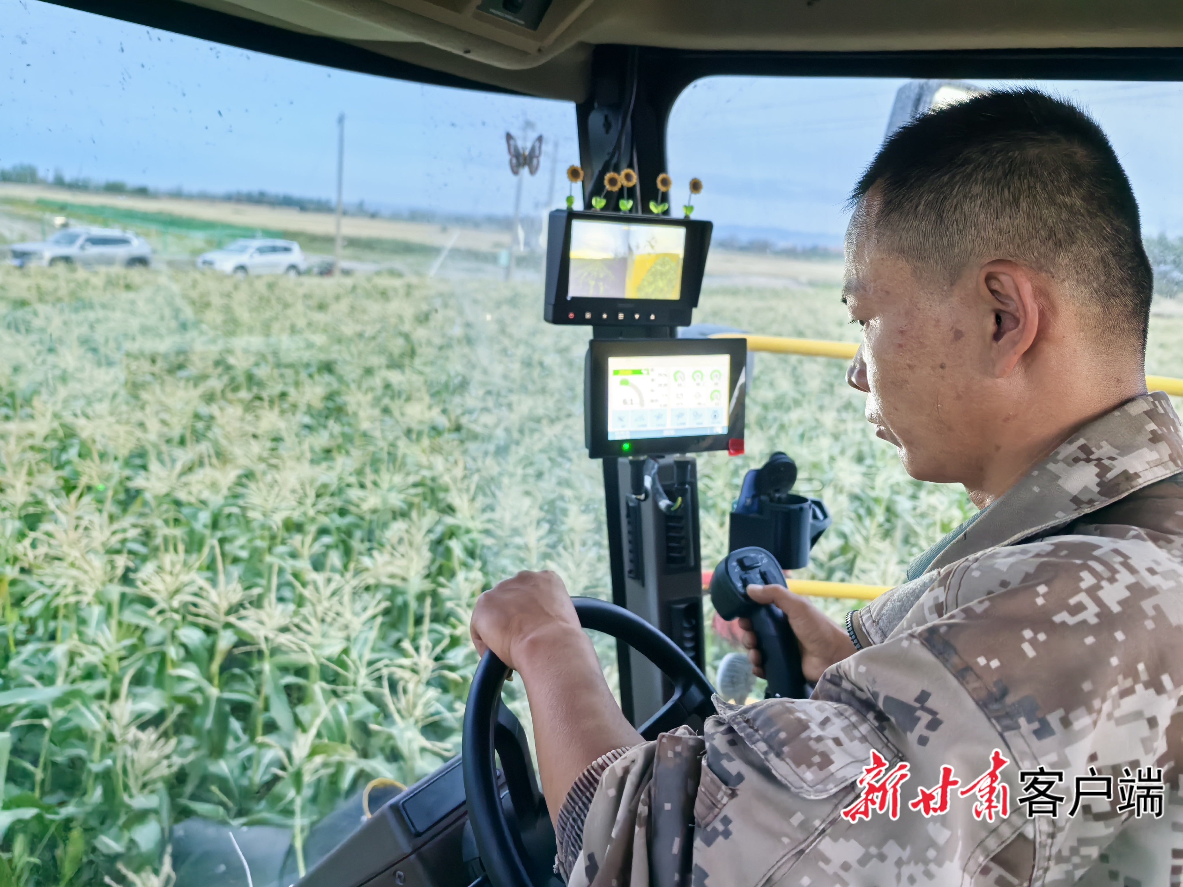 农场职工陶书聚精会神地驾驶着机械收获玉米