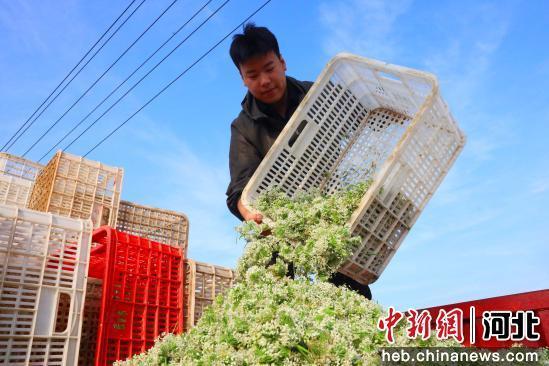 图为在南宫市北胡街道办事处小关家庄村韭菜种植基地，农民将韭菜花装车外销。 田优 摄