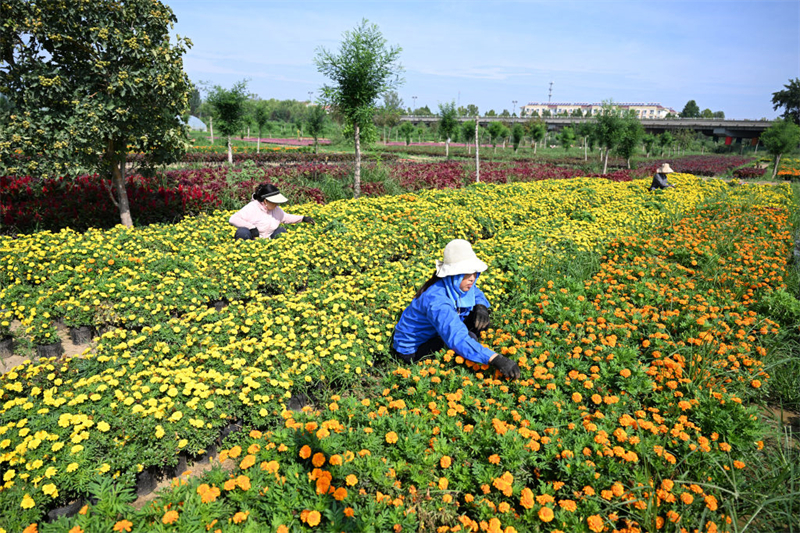 鲜花铺就致富路3.jpeg