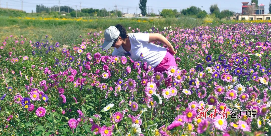 肃州区银达镇游人赏花