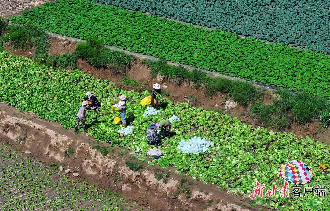 榆中县马坡乡高原夏菜丰收