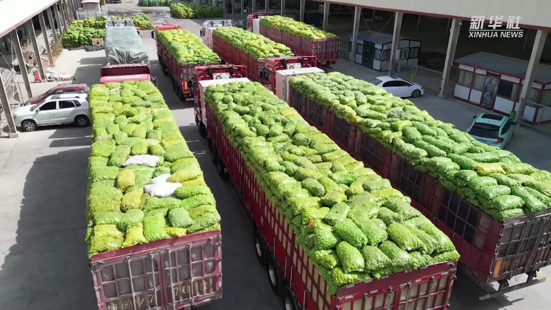 新疆新和县核桃丰收 俏销海外市场