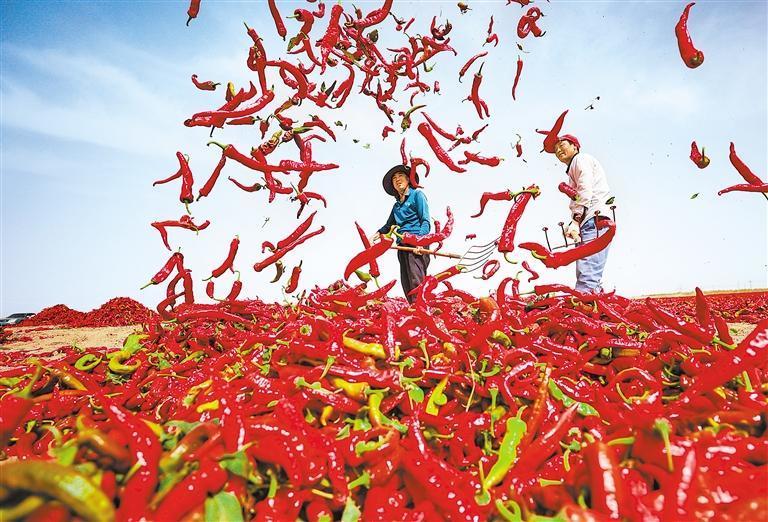 近日，高台县黑泉镇种植户正在翻晒辣椒。新甘肃&middot;甘肃日报通讯员　殷旭