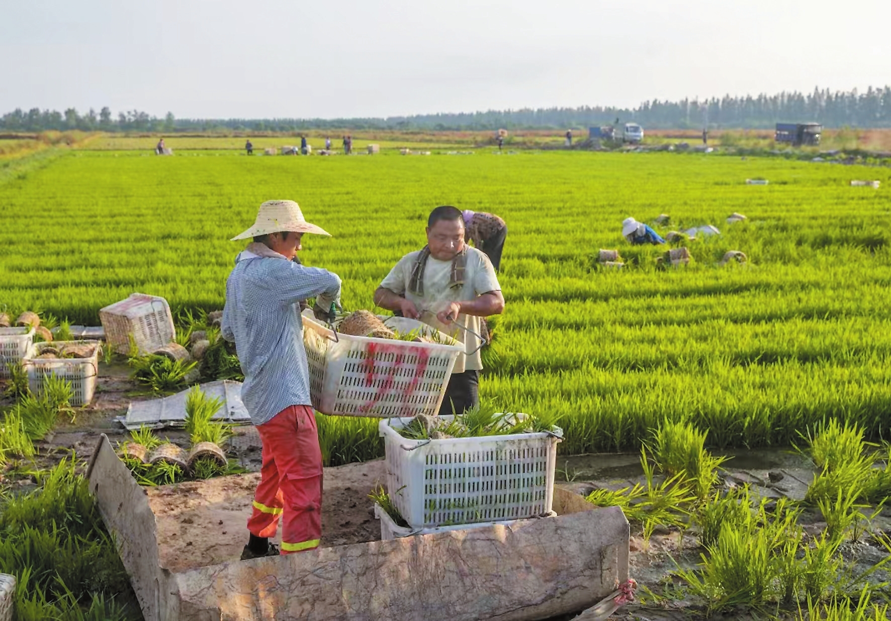 营田镇晚稻种植场景。周洋摄