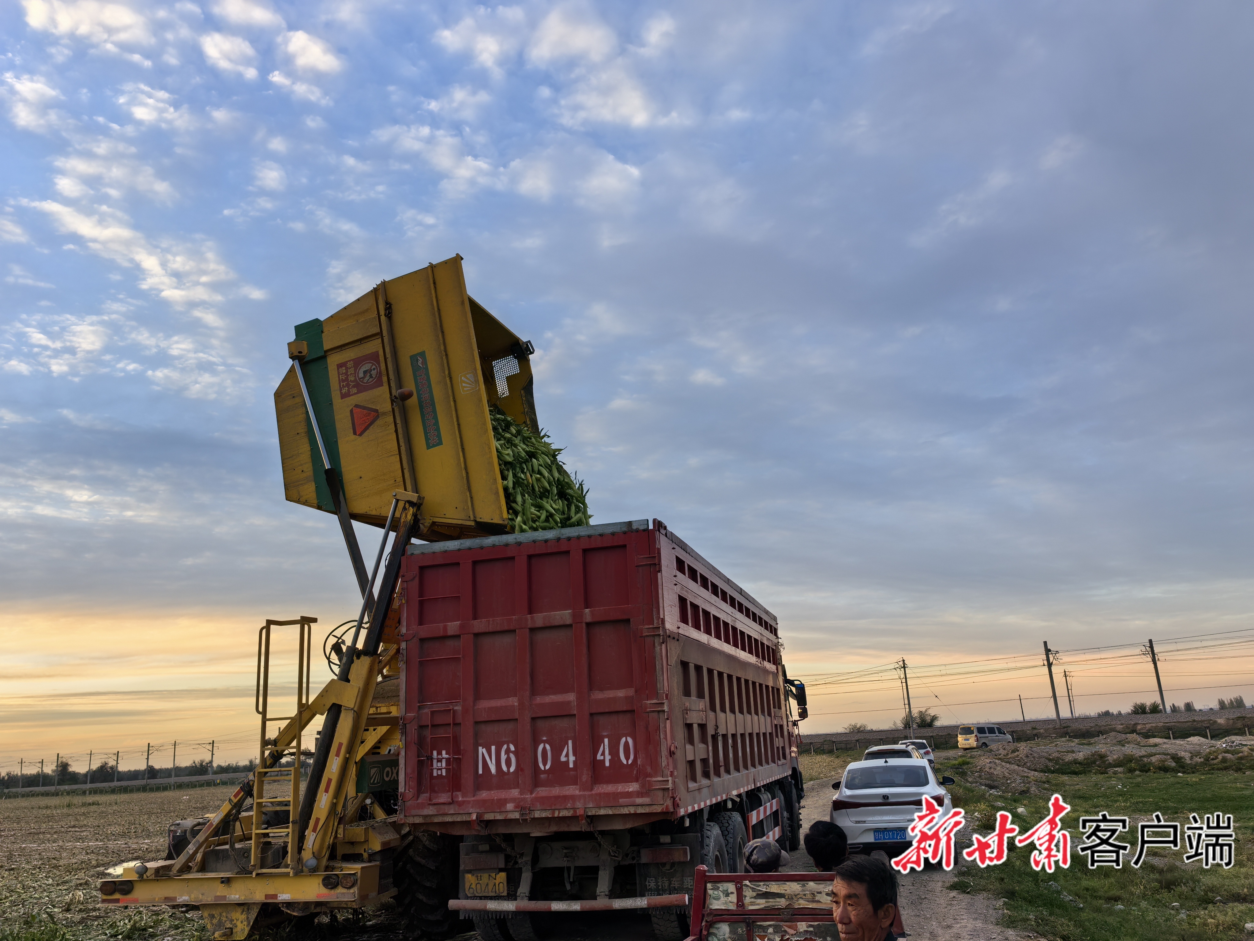 玉米收获机将采摘的玉米倒入货运车厢