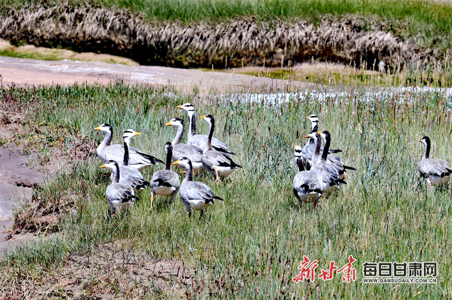 一群斑头雁悠闲散步