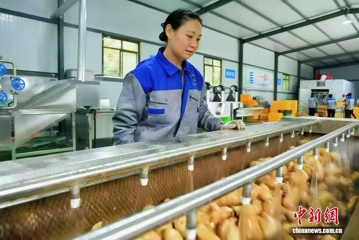 康县天麻生产加工车间内，天麻正在进行自动清洗。陈佳　摄