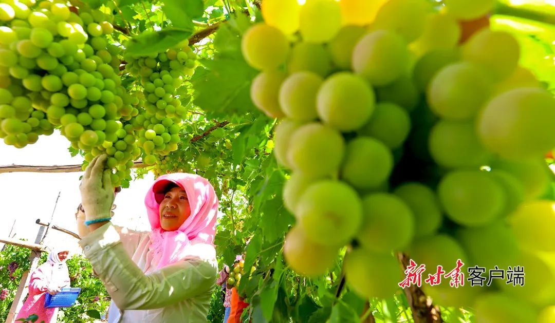 临泽县板桥镇葡萄园