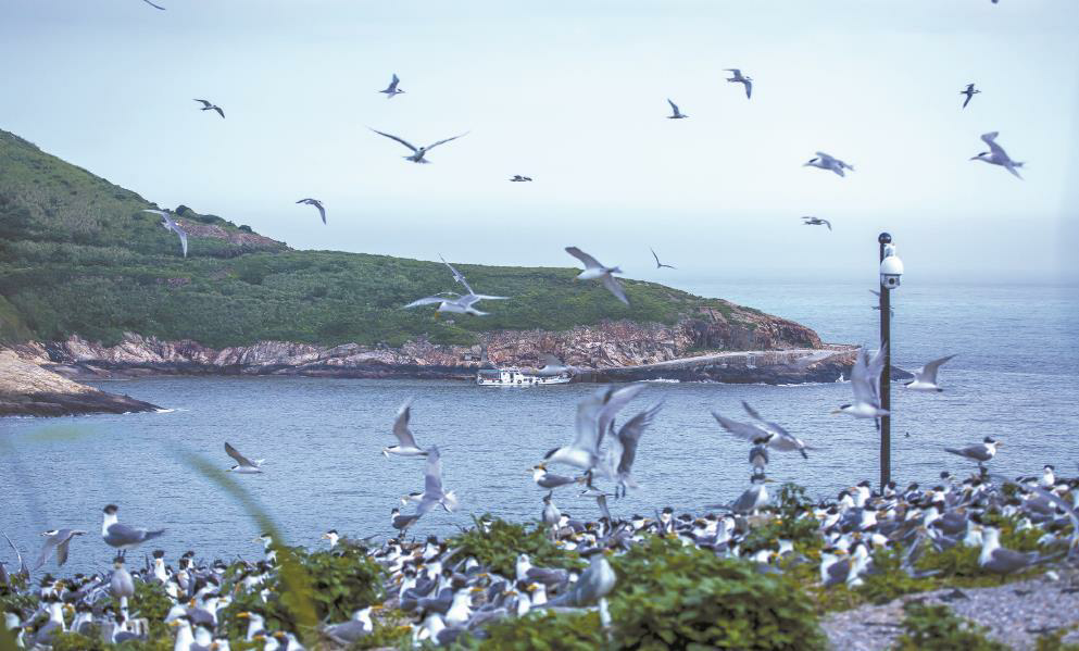 鷗鳥在象山海島盤旋翱翔的情景