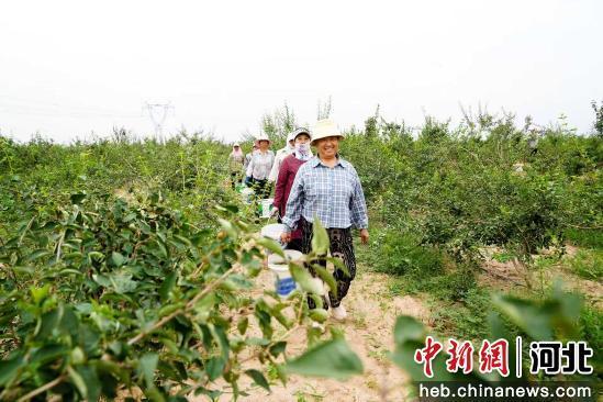 图为农户们准备将采收的连翘果入仓。 董树科 摄